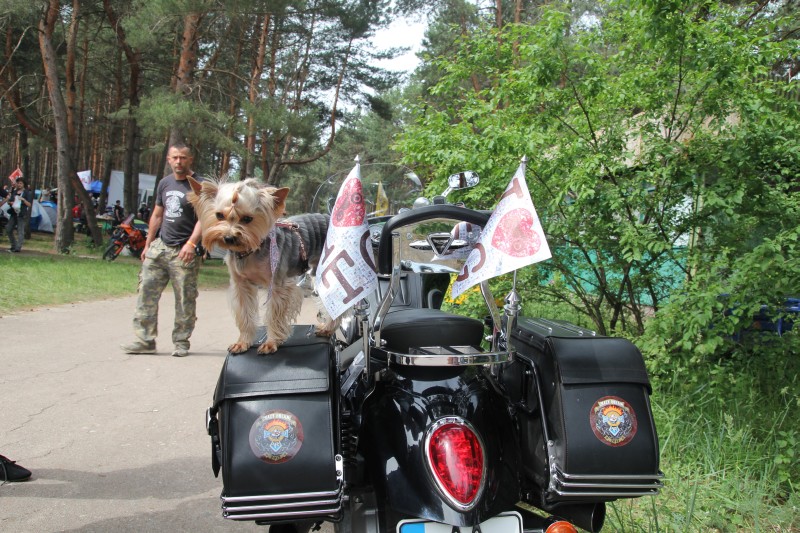 Tarasova Gora 2013, Rückblick auf den Besuch dieses Treffens mit Fotos
